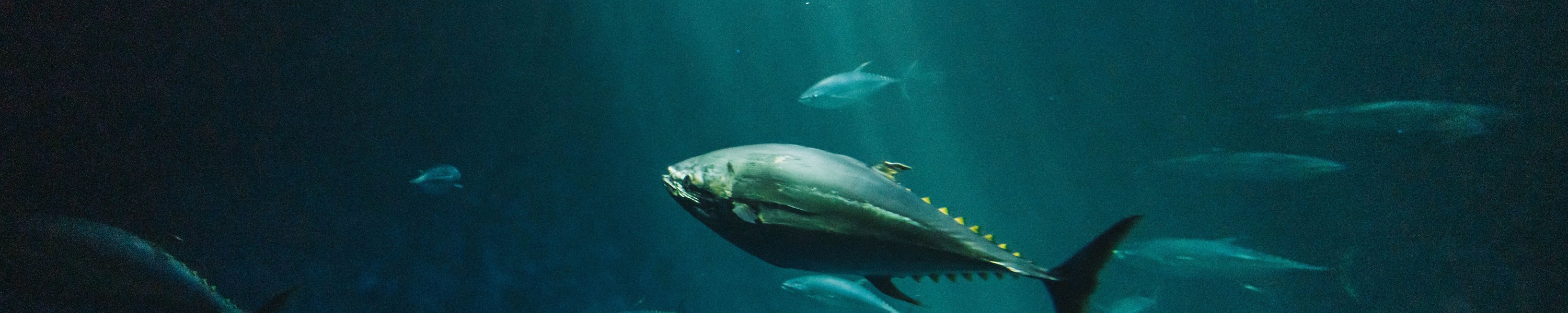 Thunfisch für Katzen: Giftig oder erlaubt?