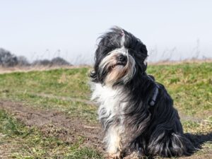 Tibetterrier