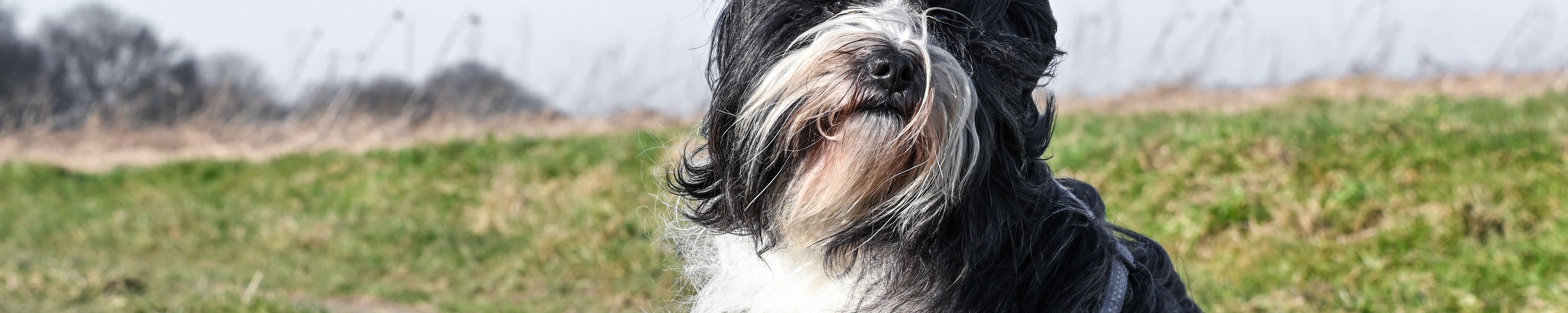 Tibetterrier