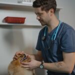 Tierarztkosten beim Hund: Was kostet was?