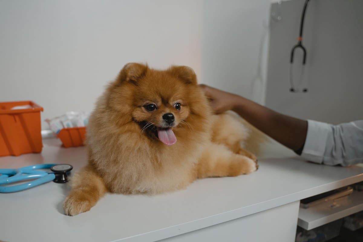 Tierarztkosten beim Hund: Was kostet was? – go4vet