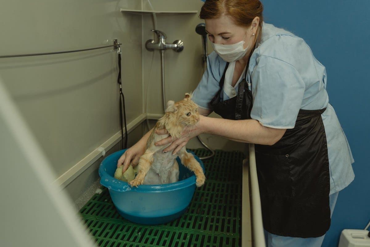 Tierarztkosten Katze: Was Untersuchung, OP und Behandlung ko – go4vet