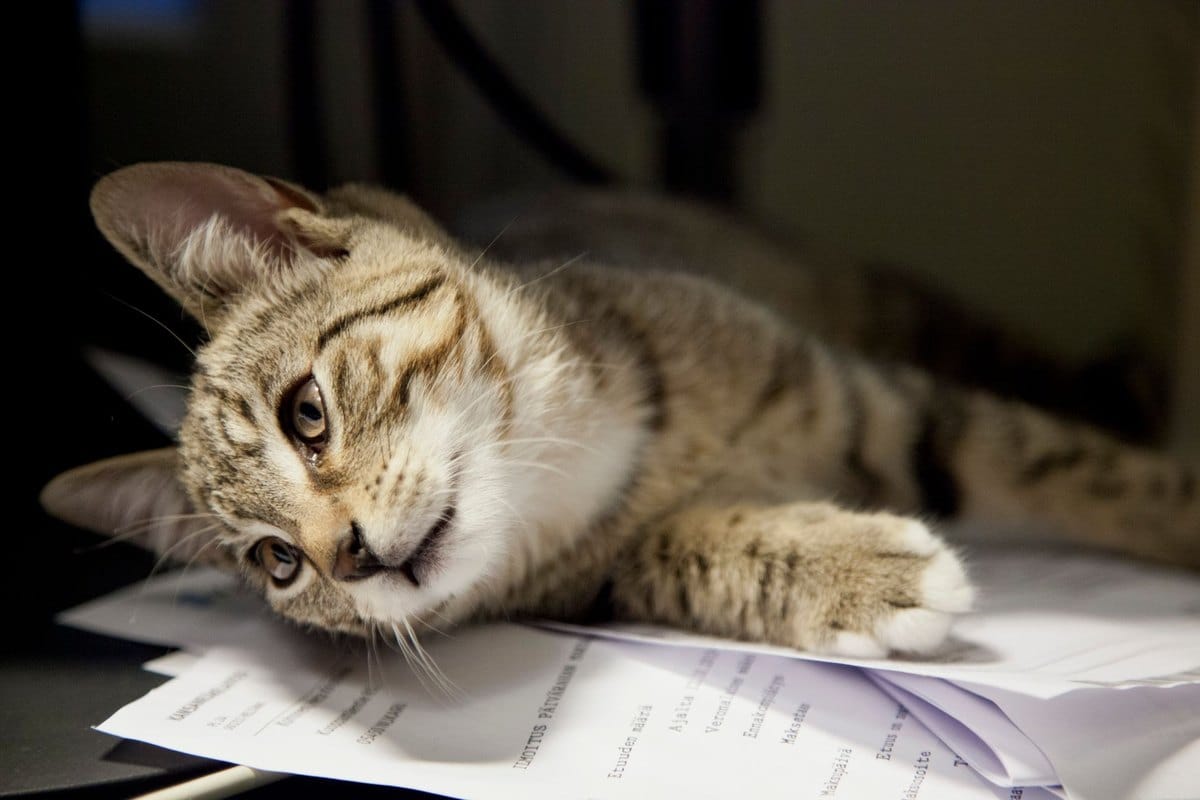 Tierarztkosten Katze: Was Untersuchung, OP und Behandlung ko – go4vet