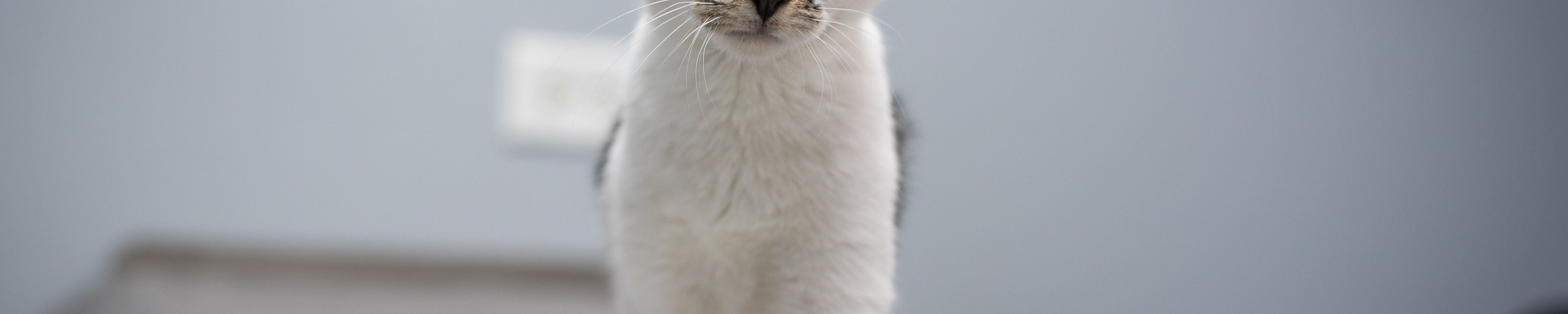 Tierarztkosten Katze: Was Untersuchung, OP und Behandlung kosten