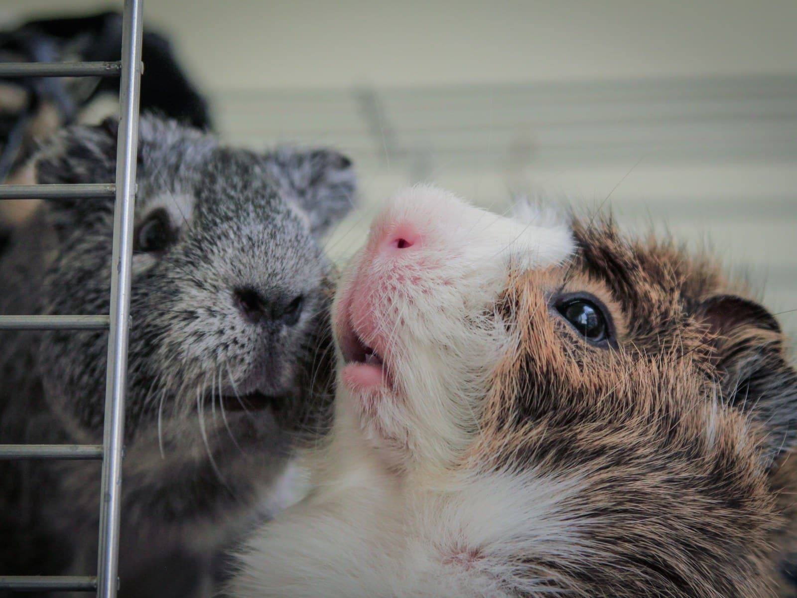 Tierarztkosten Meerschweinchen: Was solltest du einplanen?