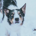 Tierbestattung für Hunde