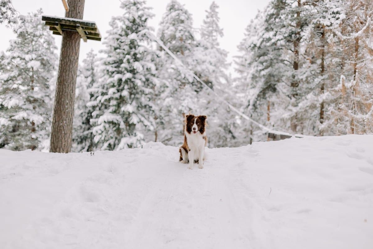 Tierbestattung für Hunde – go4vet