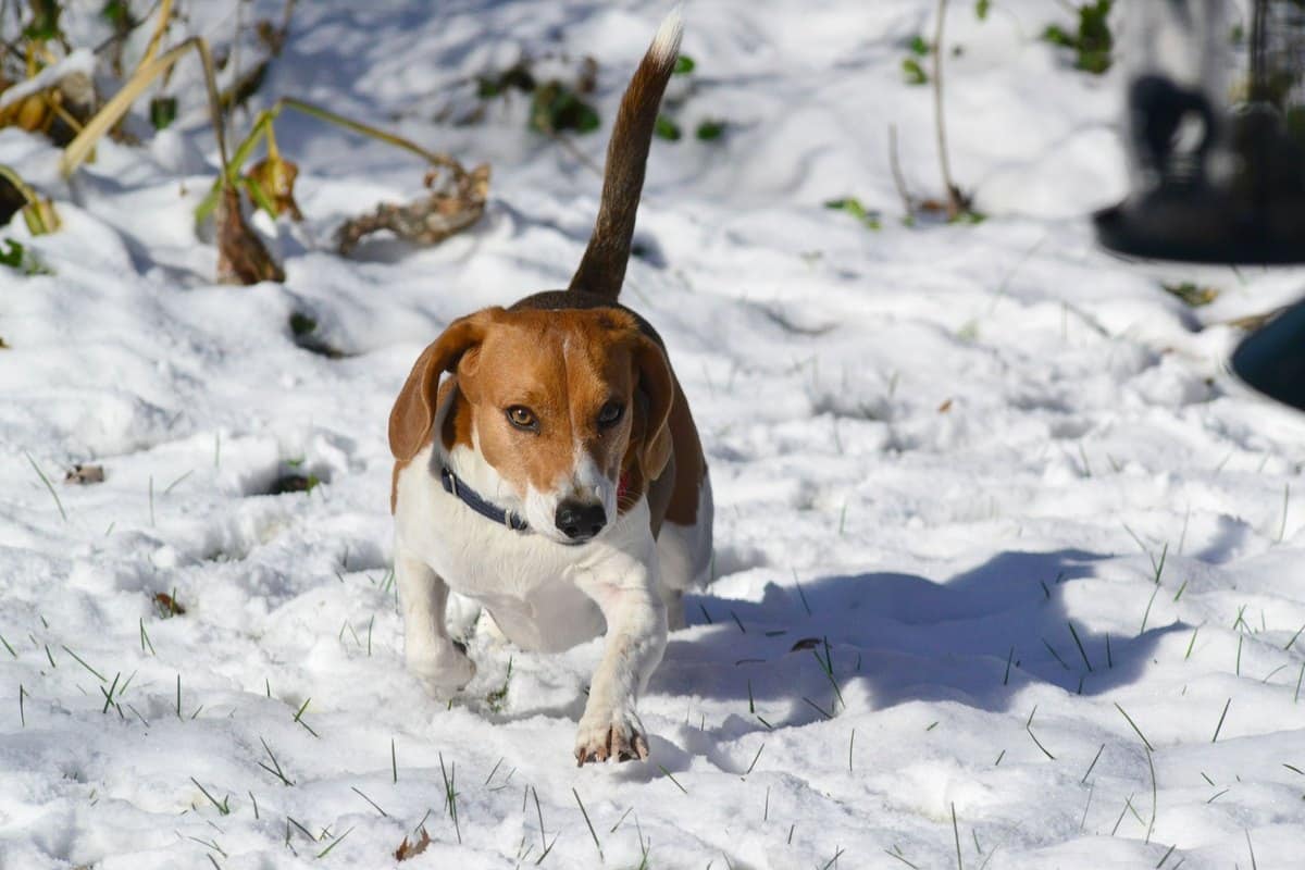 Tierbestattung für Hunde – go4vet