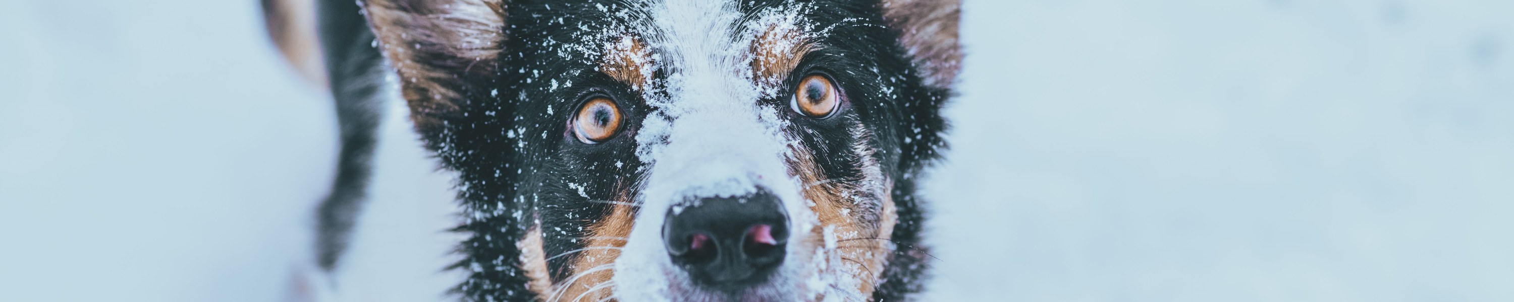 Tierbestattung für Hunde