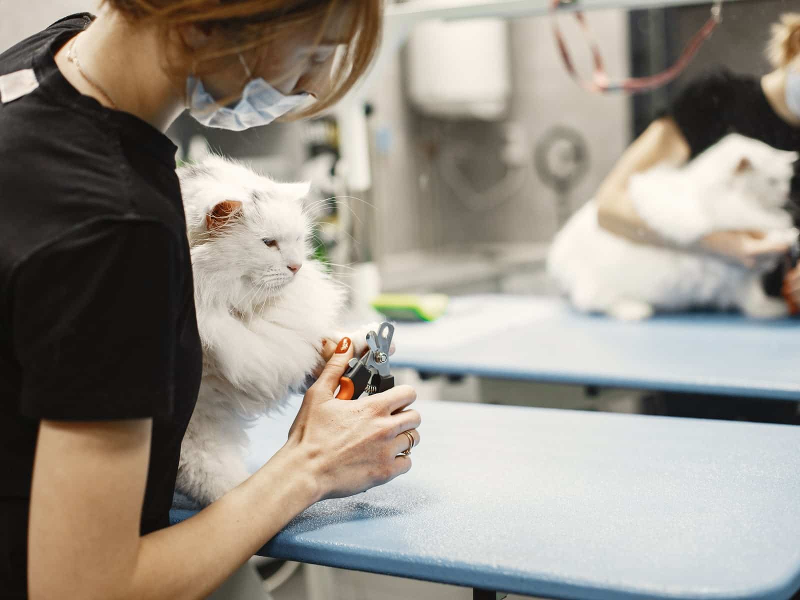 Tierbestattung für Katzen
