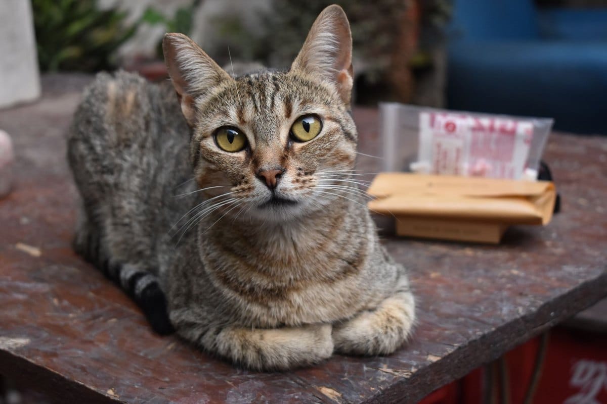 Tierbestattung für Katzen – go4vet