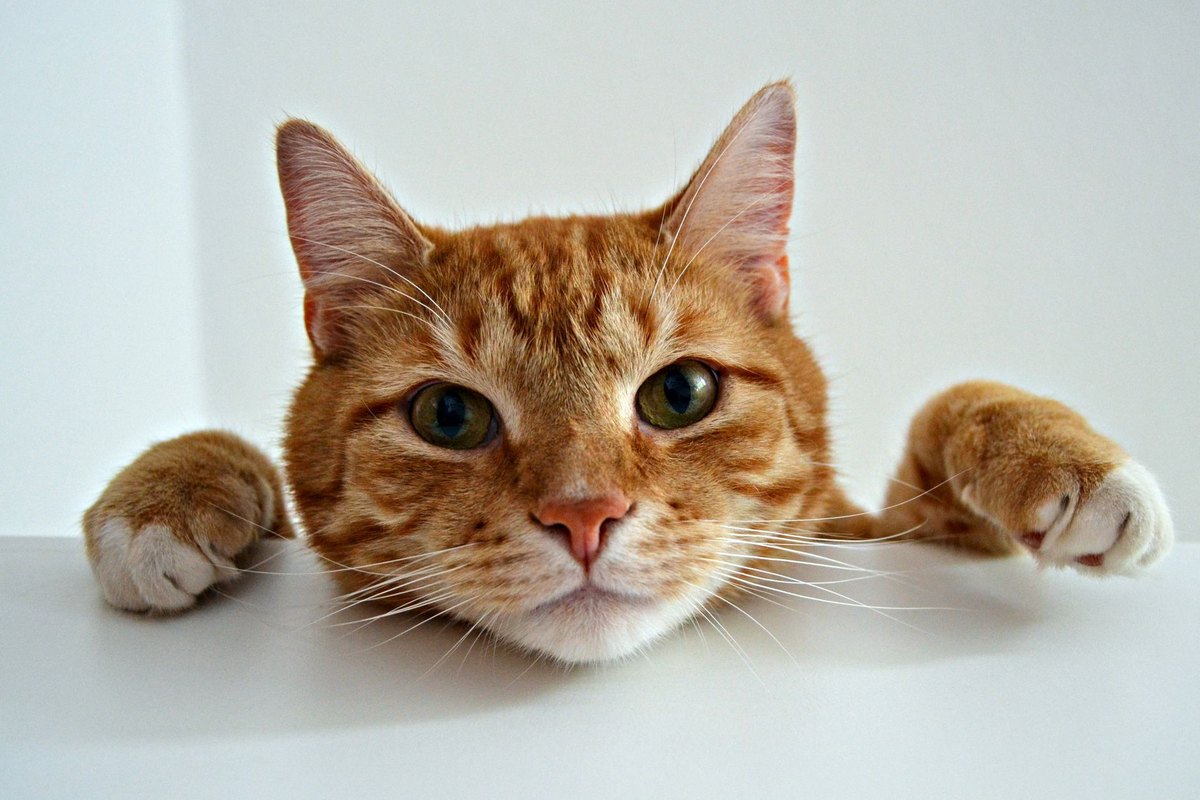 Tierbestattung für Katzen – go4vet