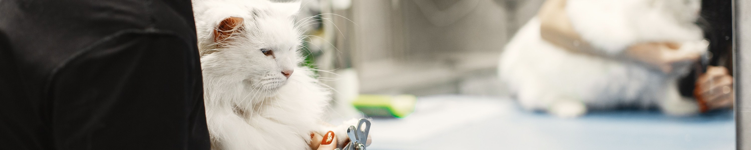 Tierbestattung für Katzen