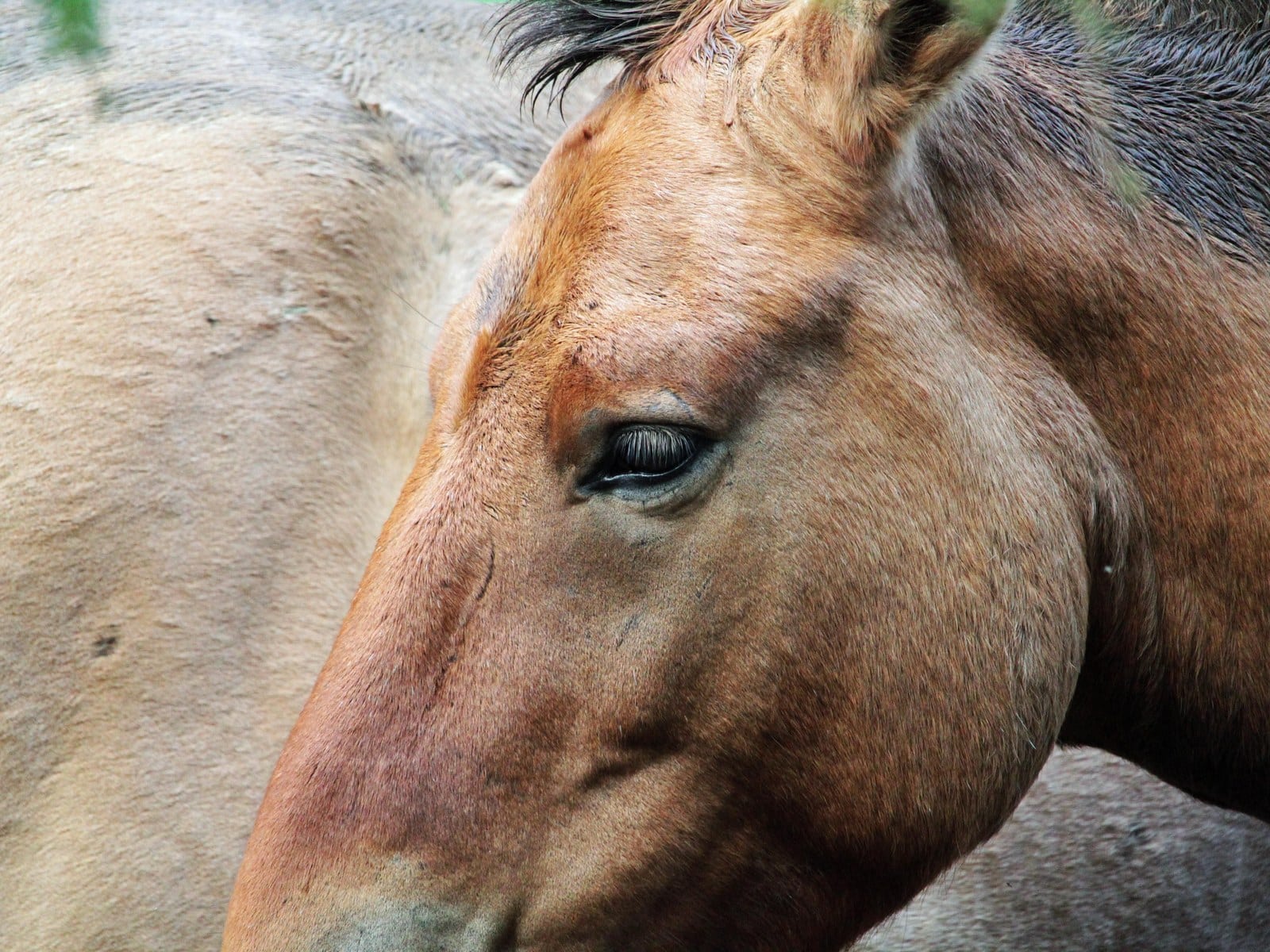 Tierbestattung für Pferde: Wege, Kosten und Recht