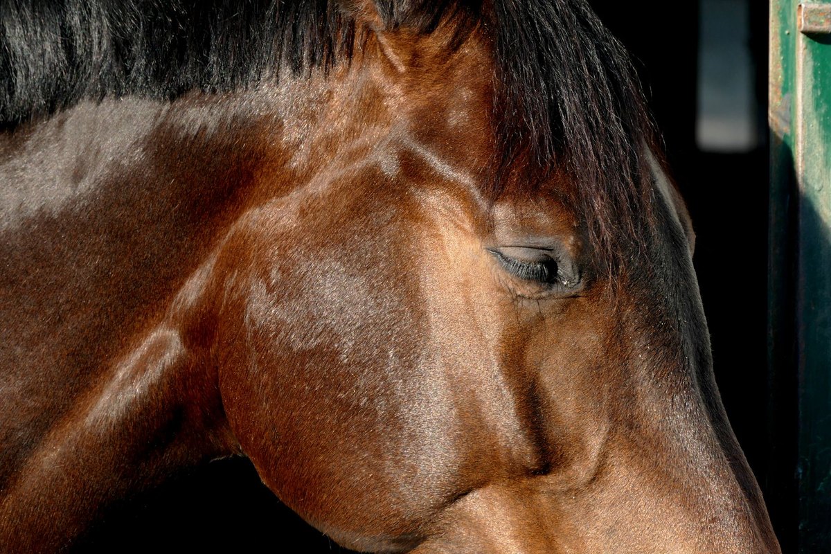 Tierbestattung für Pferde: Wege, Kosten und Recht – go4vet