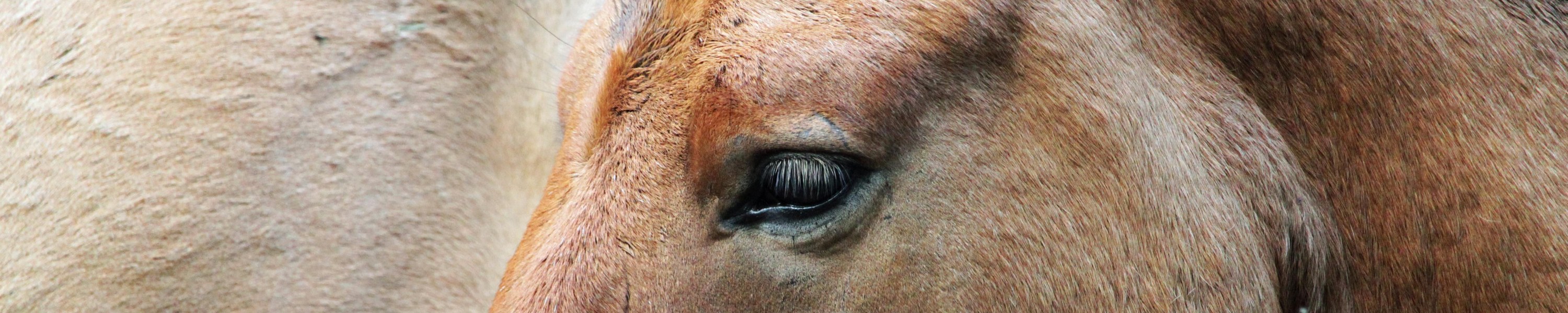 Tierbestattung für Pferde: Wege, Kosten und Recht