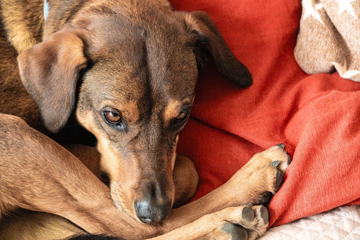 Tierpension oder Tiersitter? Betreuung im Urlaub finden – go4vet