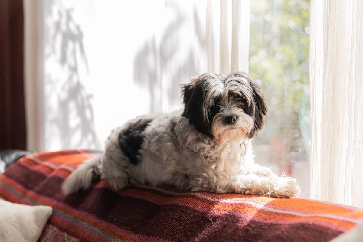 Tierpension oder Tiersitter? Betreuung im Urlaub finden – go4vet