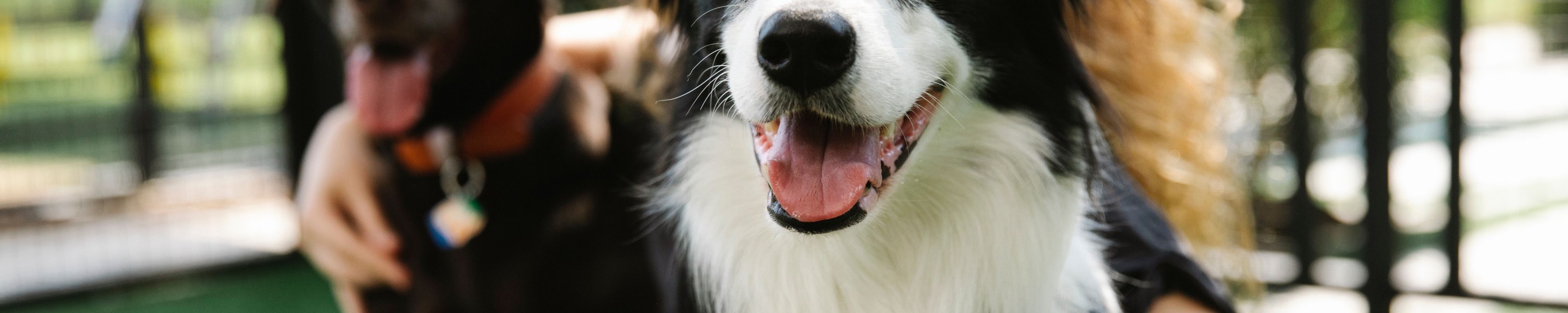 Tierversicherung 2026: Hund, Katze und Pferd im DACH-Überblick