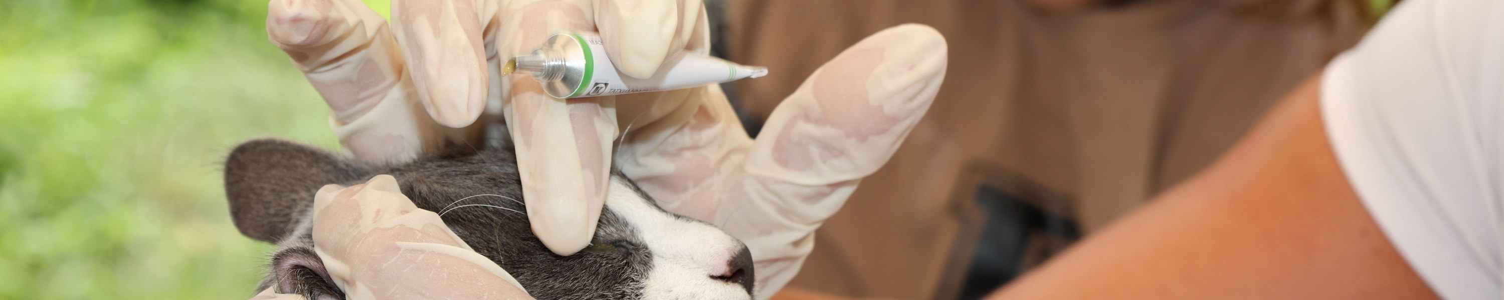 Tollwut-Impfung Katze, Pflicht, Auffrischung, Reisevorbereitung