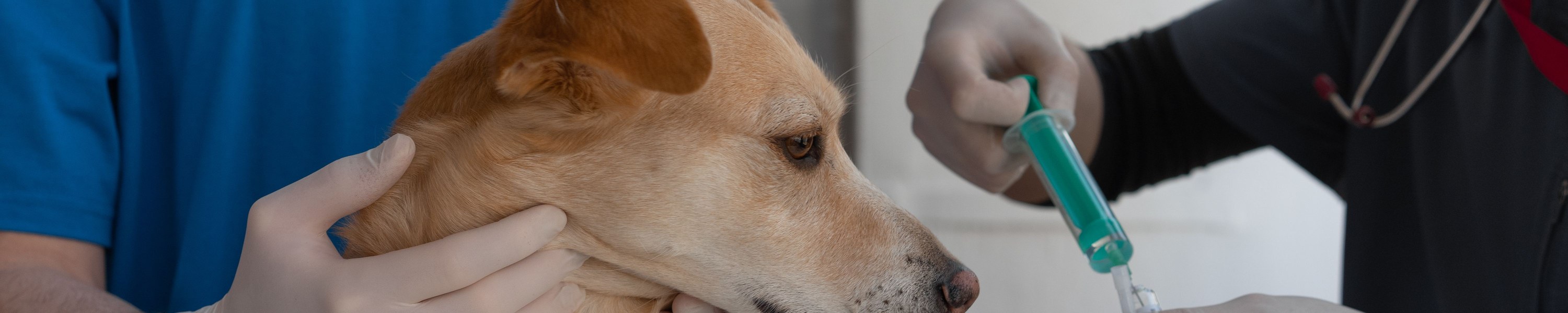 Quarantäne-Länder: wo gilt was für Hunde?