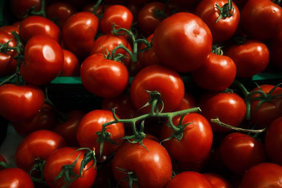 Dürfen Hunde Tomaten essen? Reife Tomate ja – grüne Teile gi – go4vet
