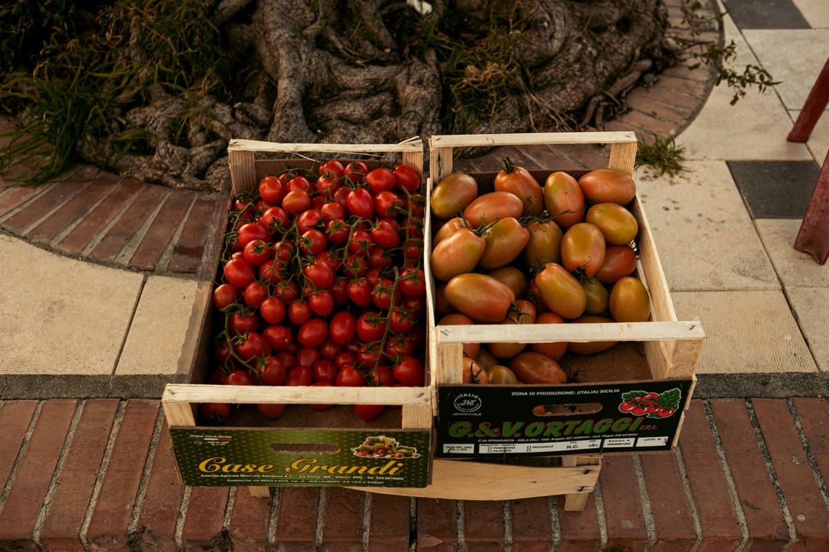Dürfen Hunde Tomaten essen? Reife Tomate ja – grüne Teile gi – go4vet