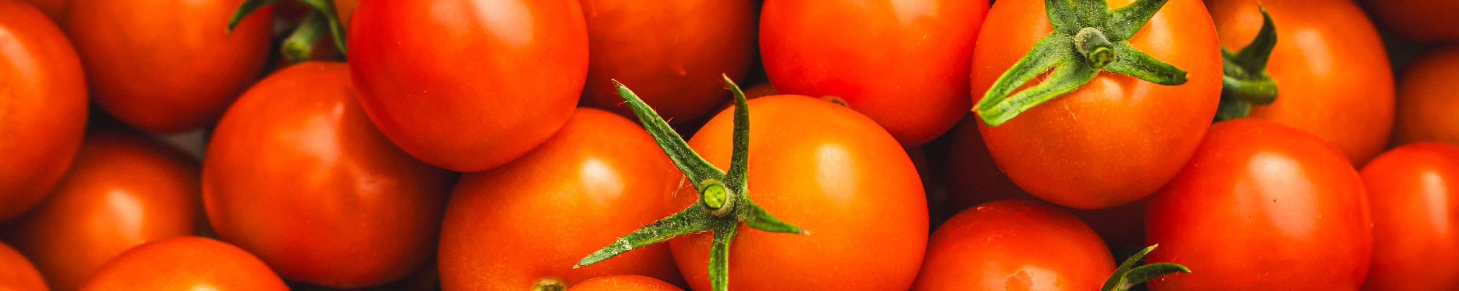 Dürfen Hunde Tomaten essen? Reife Tomate ja – grüne Teile giftig!