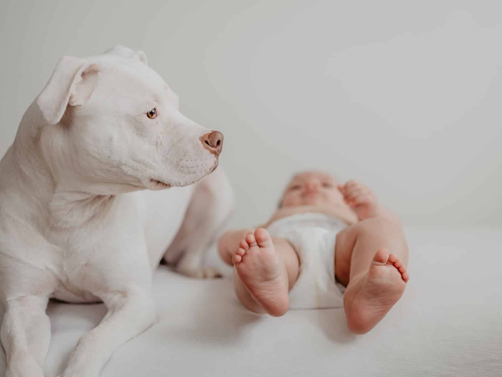 Trächtigkeitsrechner für Hund und Katze: Geburtstermin und 9-Wochen-Roadmap