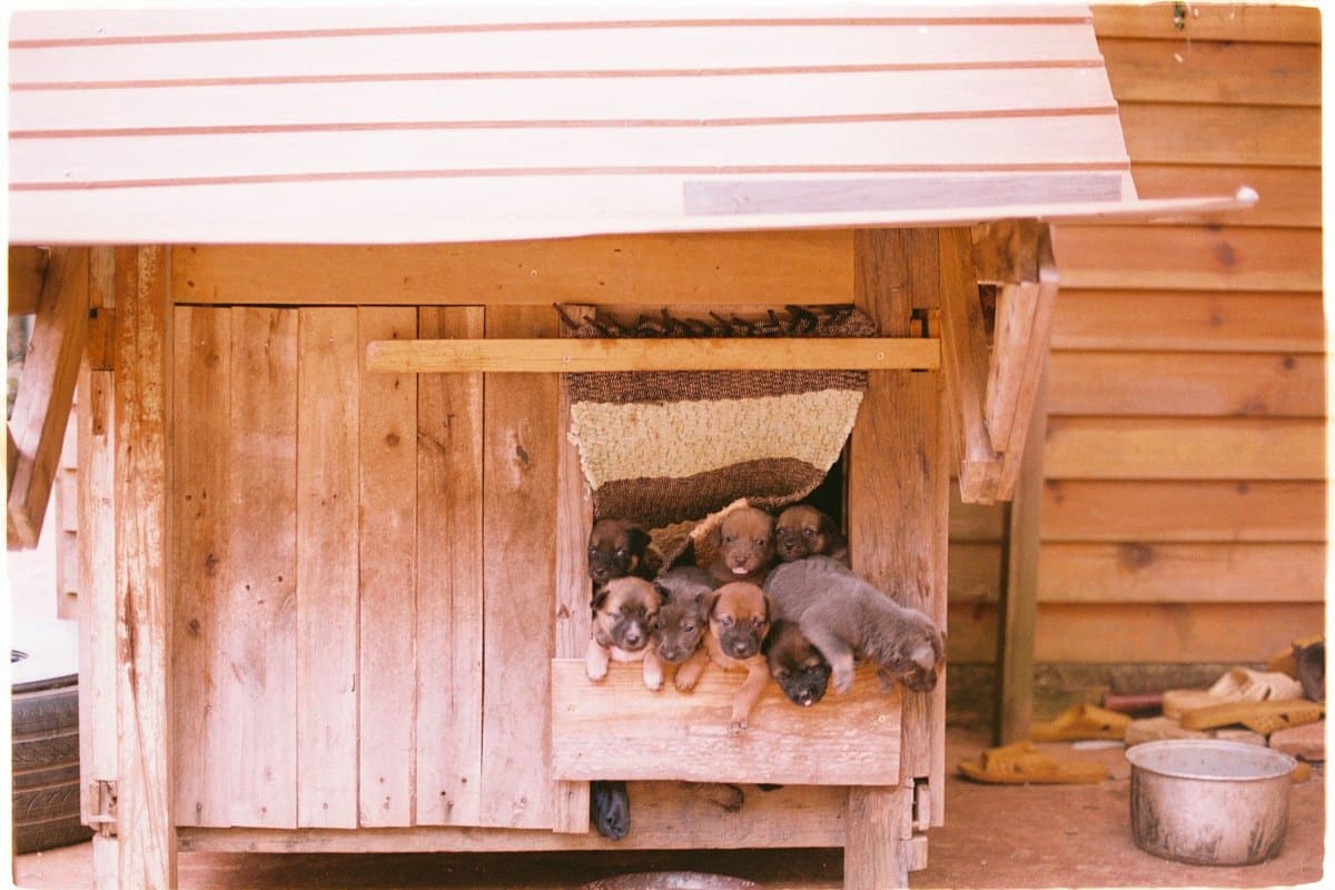 Trächtigkeitsrechner für Hund und Katze: Geburtstermin und 9 – go4vet