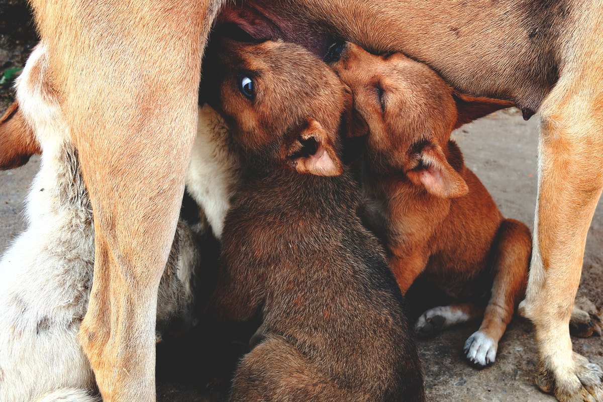 Trächtigkeitsrechner für Hund und Katze: Geburtstermin und 9 – go4vet