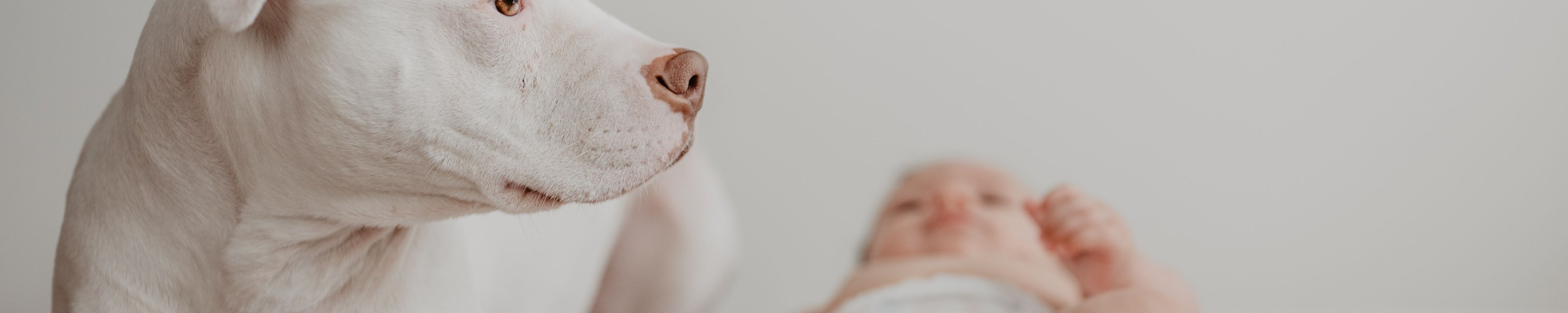 Trächtigkeitsrechner für Hund und Katze: Geburtstermin und 9-Wochen-Roadmap