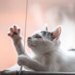 Transportbox-Training: so gewöhnst du deine Katze an die Box