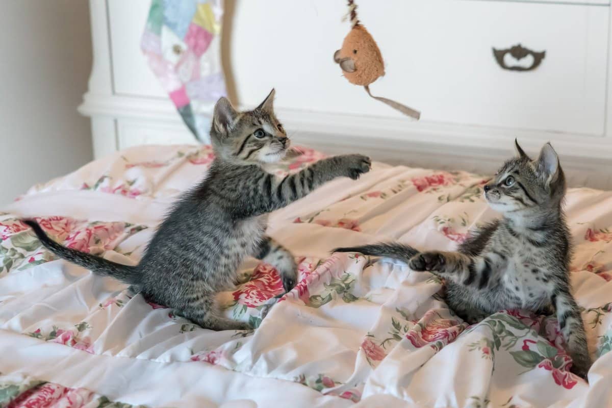 Transportbox-Training: so gewöhnst du deine Katze an die Box – go4vet