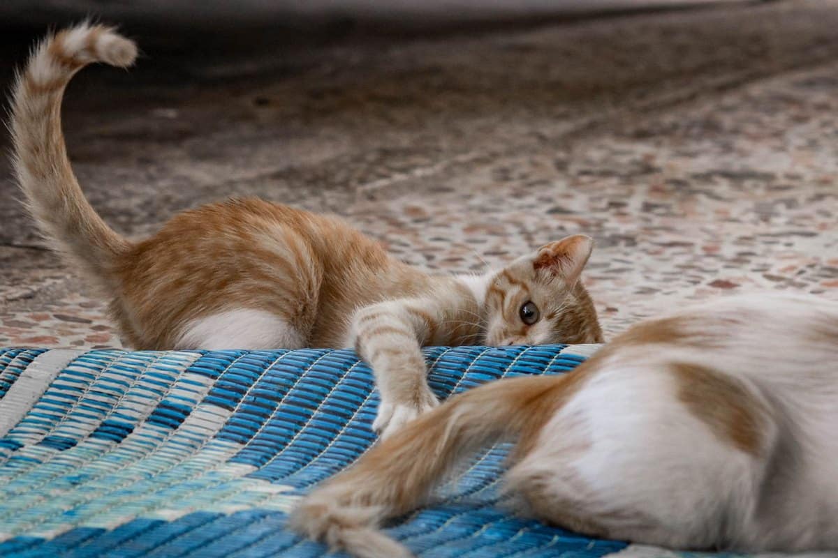 Transportbox-Training: so gewöhnst du deine Katze an die Box – go4vet