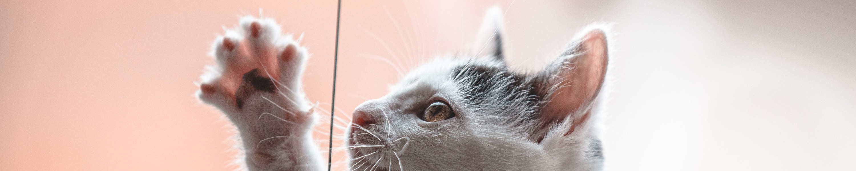 Transportbox-Training: so gewöhnst du deine Katze an die Box