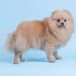 Trockene Nase bei Hunden