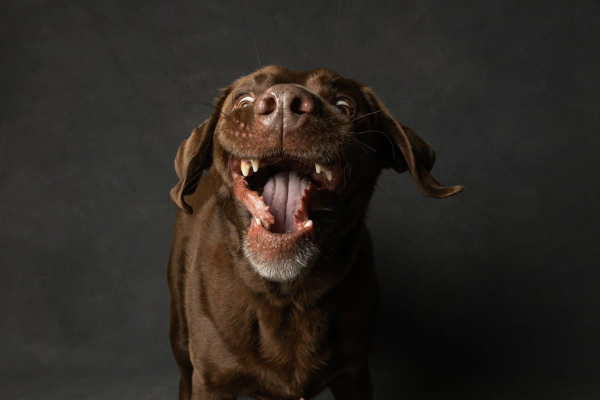 Trockene Nase bei Hunden – go4vet