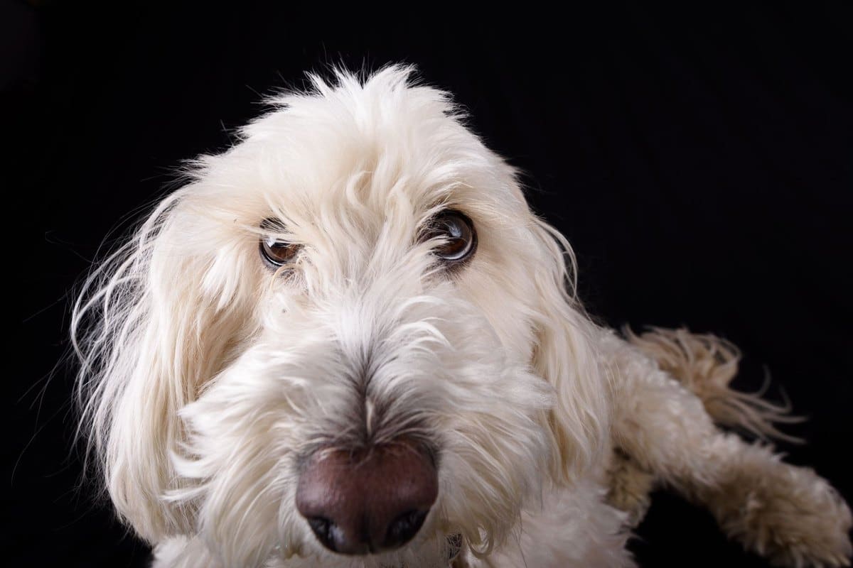 Trockene Nase bei Hunden – go4vet