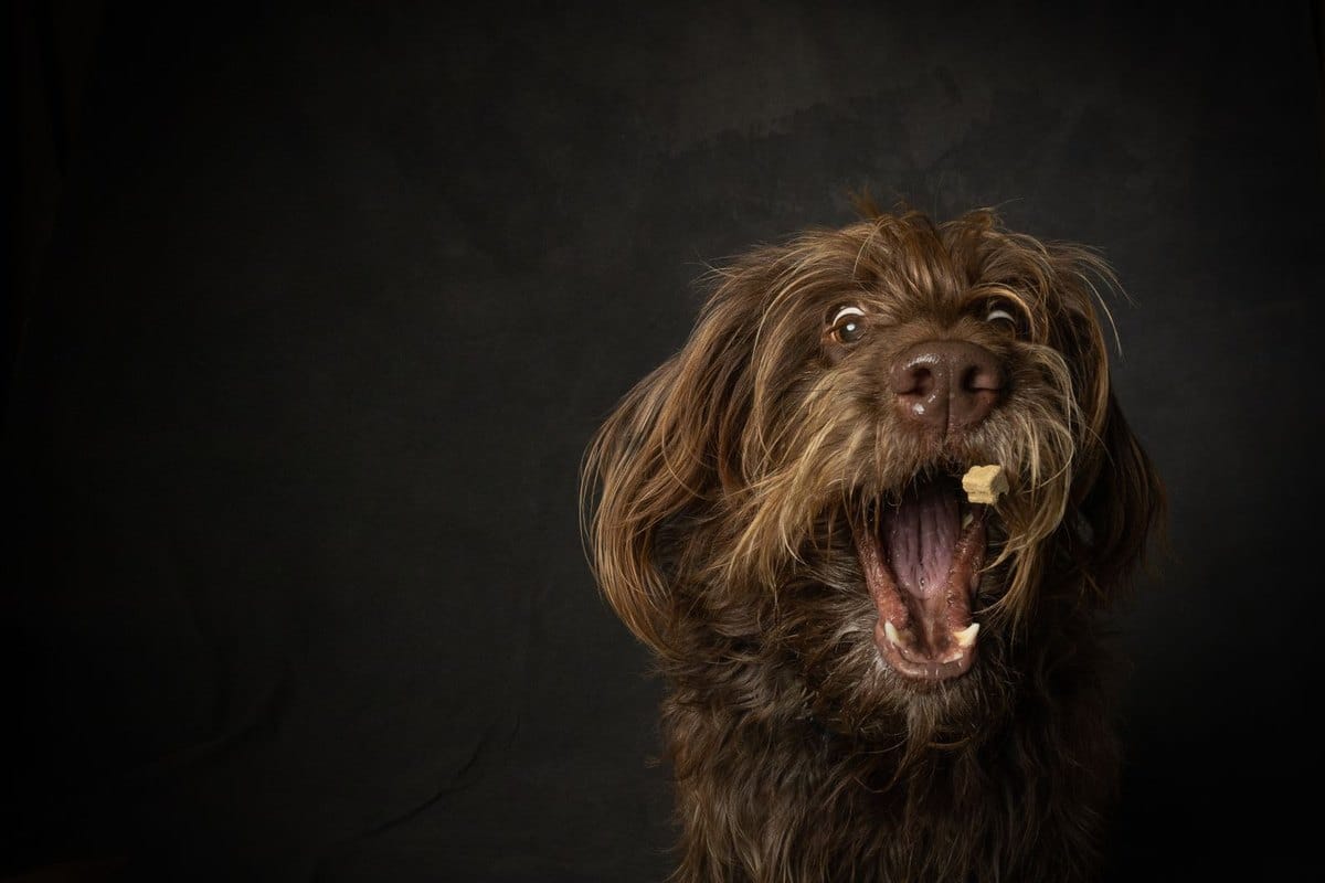 Trockenfutter für Hunde – go4vet