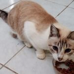 Trockenfutter für Katzen