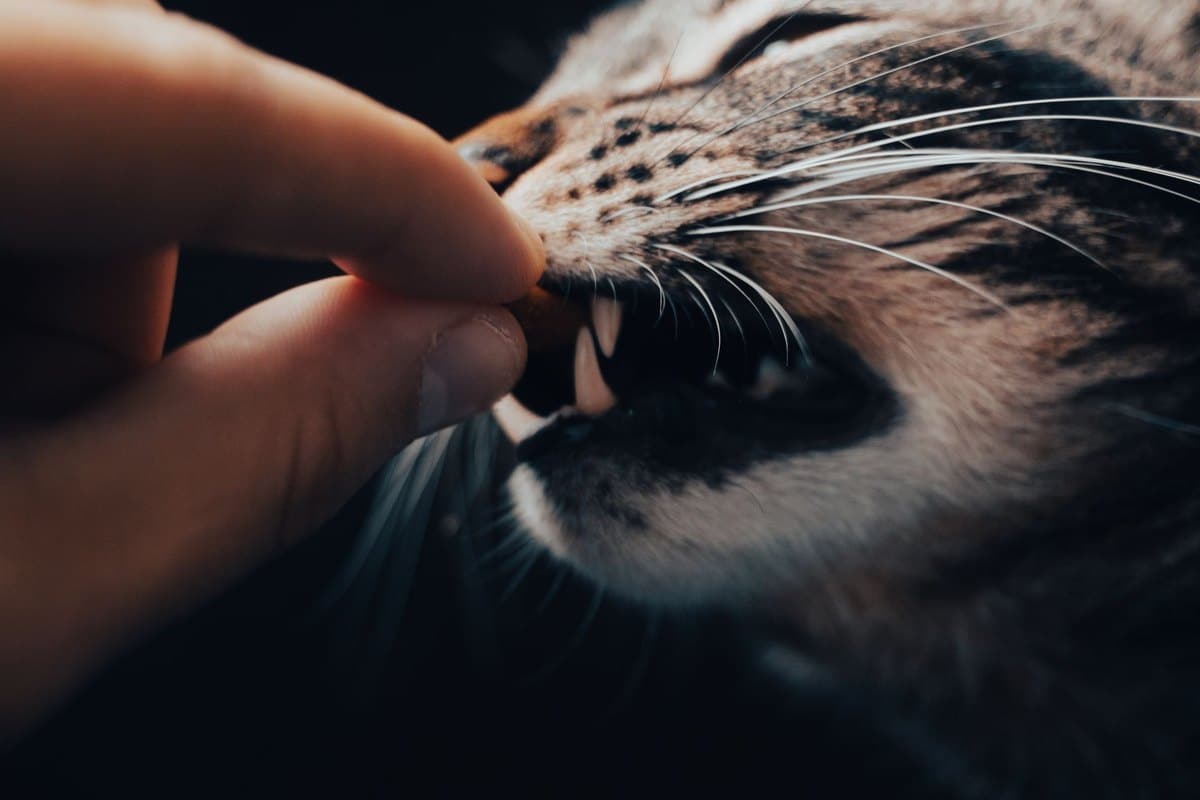 Trockenfutter für Katzen – go4vet
