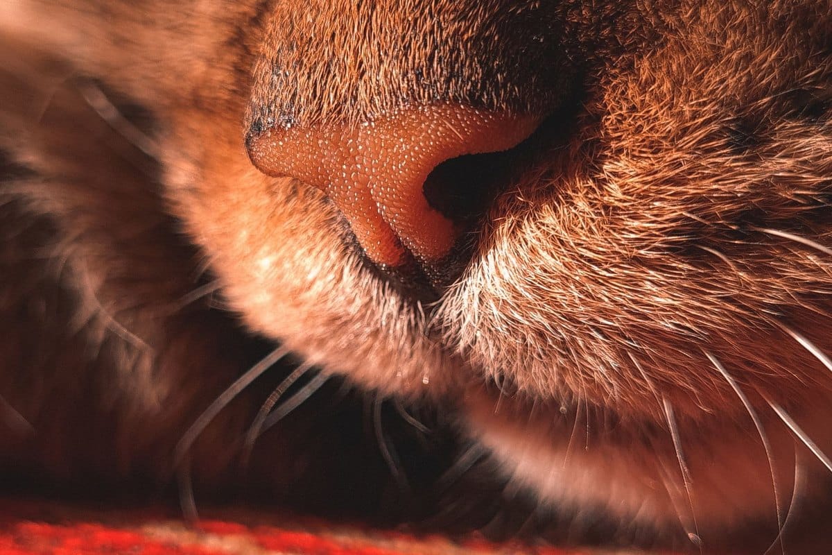 Trockenfutter für Katzen – go4vet