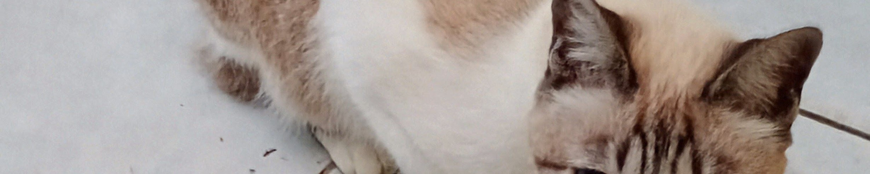 Trockenfutter für Katzen