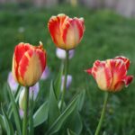 Tulpen giftig für Hunde: Vorsicht im Frühling!