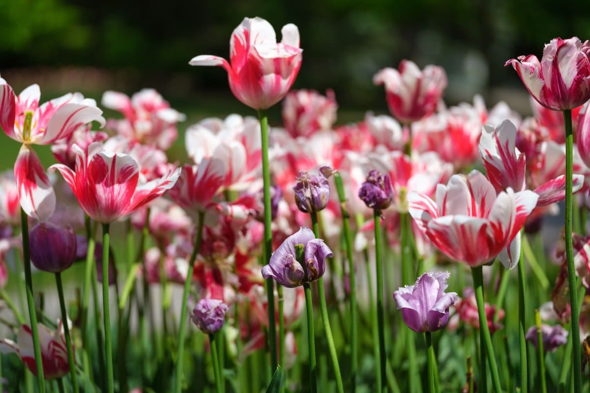 Tulpen giftig für Hunde: Vorsicht im Frühling! – go4vet