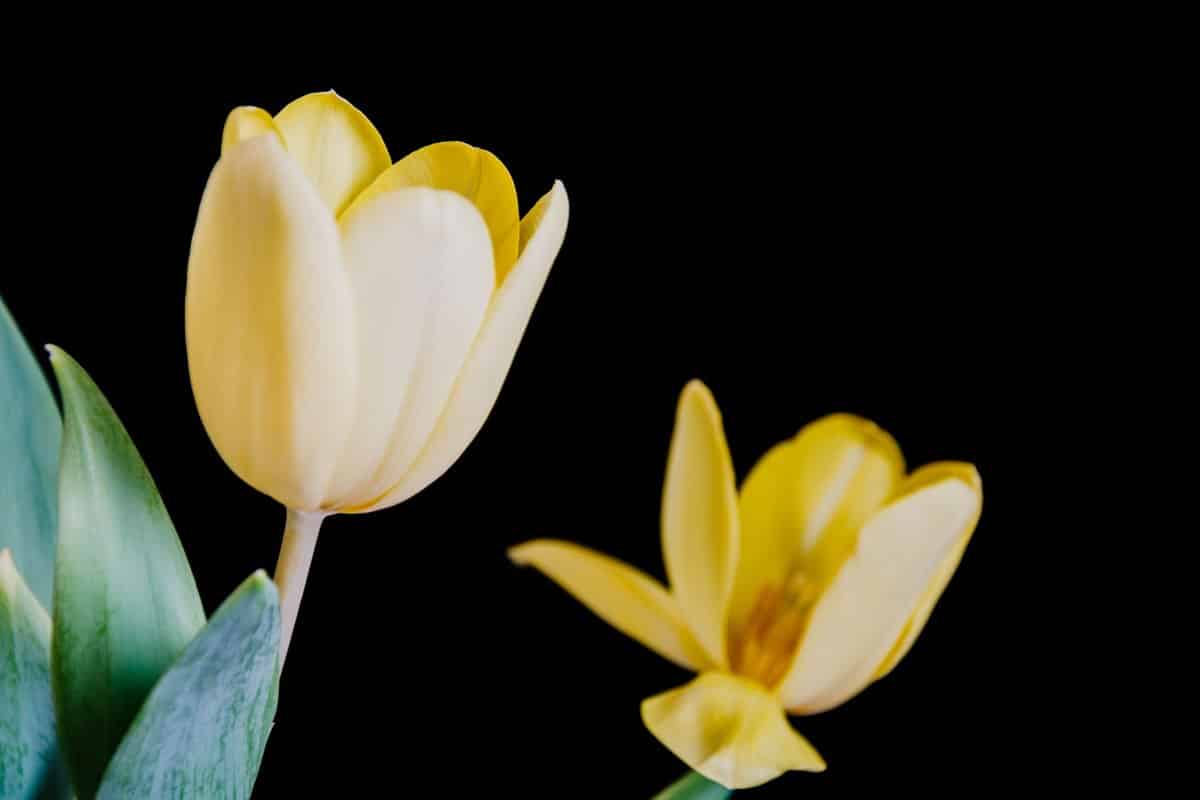 Tulpen giftig für Hunde: Vorsicht im Frühling! – go4vet