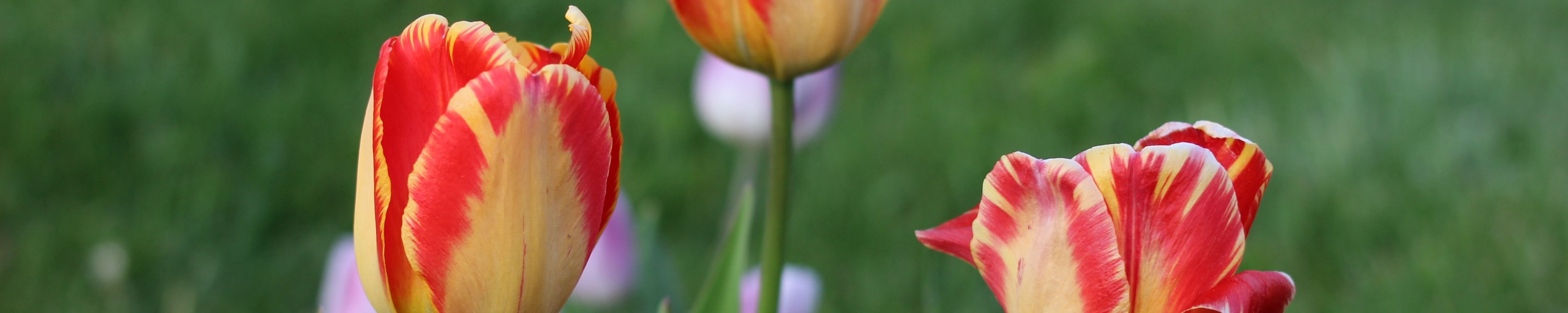 Tulpen giftig für Hunde: Vorsicht im Frühling!