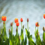 Tulpen giftig für Katzen: Vorsicht im Frühling!