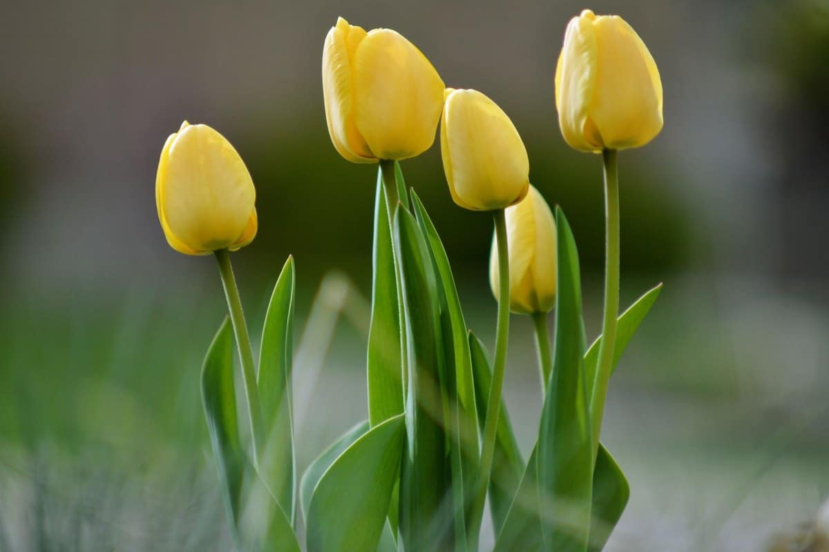 Tulpen giftig für Katzen: Vorsicht im Frühling! – go4vet